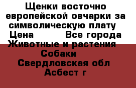 Щенки восточно европейской овчарки за символическую плату › Цена ­ 250 - Все города Животные и растения » Собаки   . Свердловская обл.,Асбест г.